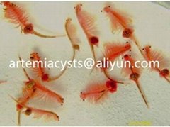 Artemia Cysts for Ornamental Fish Feed
