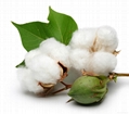 search results of "cotton"