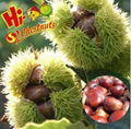 fresh chestnut accept order 1