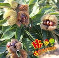 fresh chestnut accept order 2