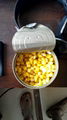 Canned Sweet Corn 5