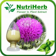 Natural Milk Thistle Extract  80% Silymarin