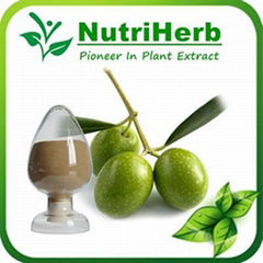 Natural Olive Leaf Extract