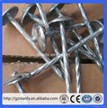 wire Carbon iron common nail roofing and common nails manufacturer(Guangzhou Fac 3