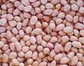 China peanut with red skin for sale 1
