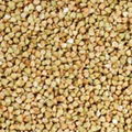 China Quality Buckwheat Hulled Wholesale 1