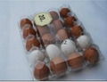 20 pcs Egg Tray