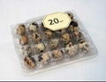 Plastic Tray for quail eggs (10,20,56 pcs) 1