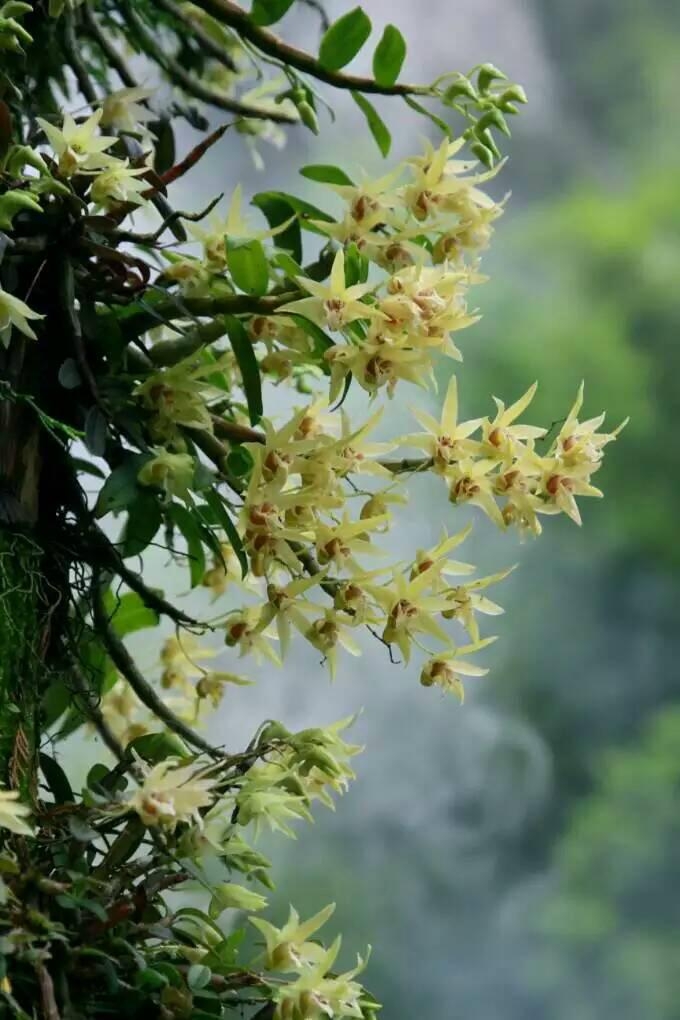 铁皮石斛_铁皮枫斗_铁皮石斛盆栽_铁皮石斛批发,铁皮石斛_铁皮枫斗