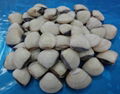 FROZEN COOKED WHITE WHOLE CLAM