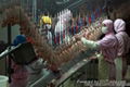 1000 poultry chicken slaughtering line 1