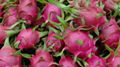 Fresh Dragon Fruit 2