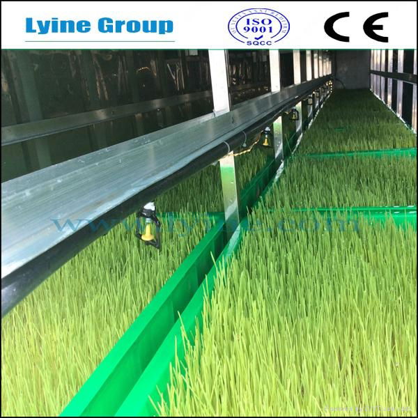 Wheatgrass Fodder System for humans and livestock