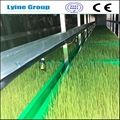 Wheatgrass Fodder System for humans and livestock 1