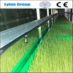 Wheatgrass Fodder System for humans and livestock