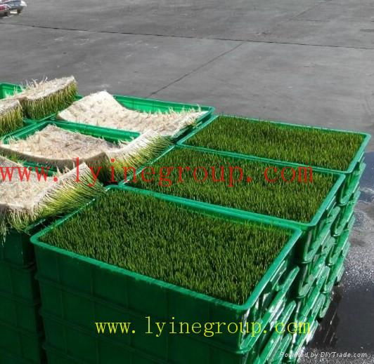 automatic grass seeds growing machine bean sprout growing machine