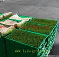 automatic grass seeds growing machine