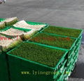 automatic grass seeds growing machine bean sprout growing machine