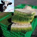 hydroponic fodder sprouting system 4