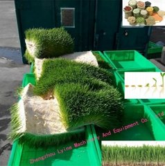 hydroponic barley grass sprout system barley grass growing equipment