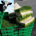 animal green fodder making machine