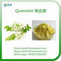  Natural Herbal Extract Quercetin HPLC95%/UV98%