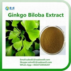 Natural Ginkgo Biloba Extract 24%Flavones