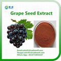 Hot Selling Grape seed Extract OPC 95% 1