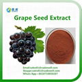 Hot Selling Grape seed Extract OPC 95%