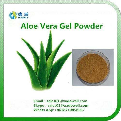 Nutritional Ingredients Aloe Vera Gel Powder 1