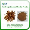 High quality Cordyceps Sinensis Mycelia