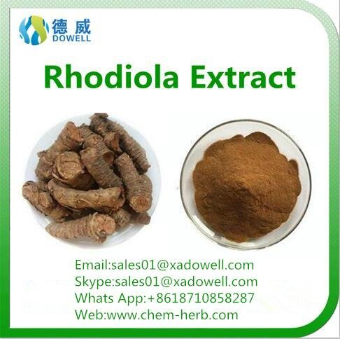  Well sold and top quality rhodiola rosea powder extract with competitive price