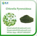 High quality and Natural Beauty Powder Chlorella Pyrenoidosa 1