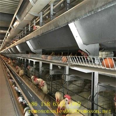 hen cages for sale_shandong tobetter Advanced technology 2
