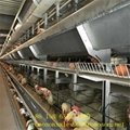 hen cages for sale_shandong tobetter Advanced technology 2