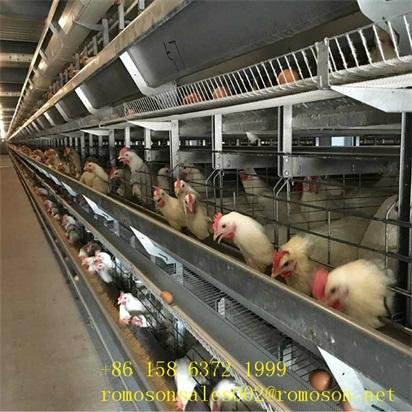 hen cages for sale_shandong tobetter Advanced technology 3