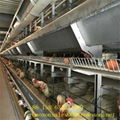 layer cage poultry_shandong tobetter unique features 2