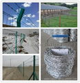 normal hot-dipped galvanizing barbed wire 5