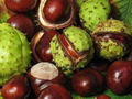 Horse Chestnut Extract