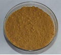 Lotus Leaf Extract 2