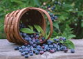 Bilberry Extract 1