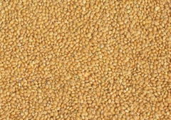  Yellow Millet from Ukraine