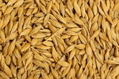 Barley from Ukraine