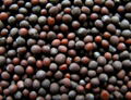 Black Mustard Seeds from Ukraine