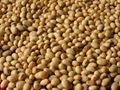 Soya Beans from Ukraine