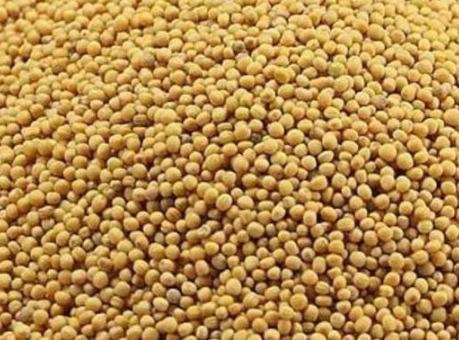  Yellow Mustard Seeds from Ukraine