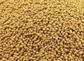 Yellow Mustard Seeds from Ukraine