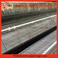A frame 3 tiers chicken cages poultry cage laying hen cages for farm 5
