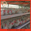 Auto chicken battery cages poultry