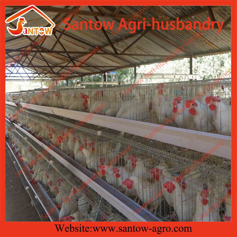 Auto chicken battery cages poultry battery laying cages for poultry farms 2
